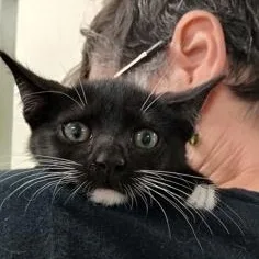 A baby medium-sized female Black & White / Tuxedo Domestic Short Hair cat named Blanket Flower for adoption in Athens, GA