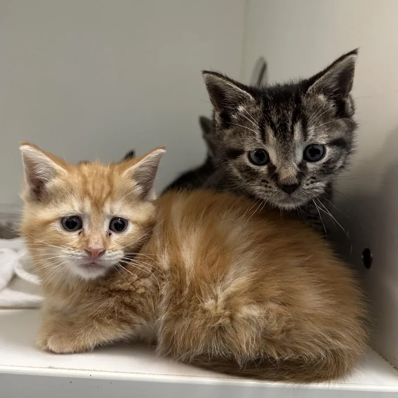 A baby small-sized female Orange / Red Domestic Short Hair cat named Popco for adoption in Philadelphia, PA