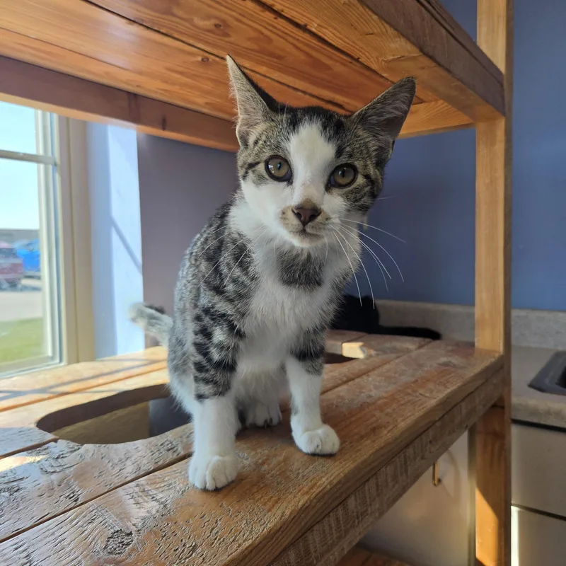 A young small-sized male Tabby (Buff / Tan / Fawn) Domestic Short Hair cat named Soul Patch for adoption in Brookings, SD
