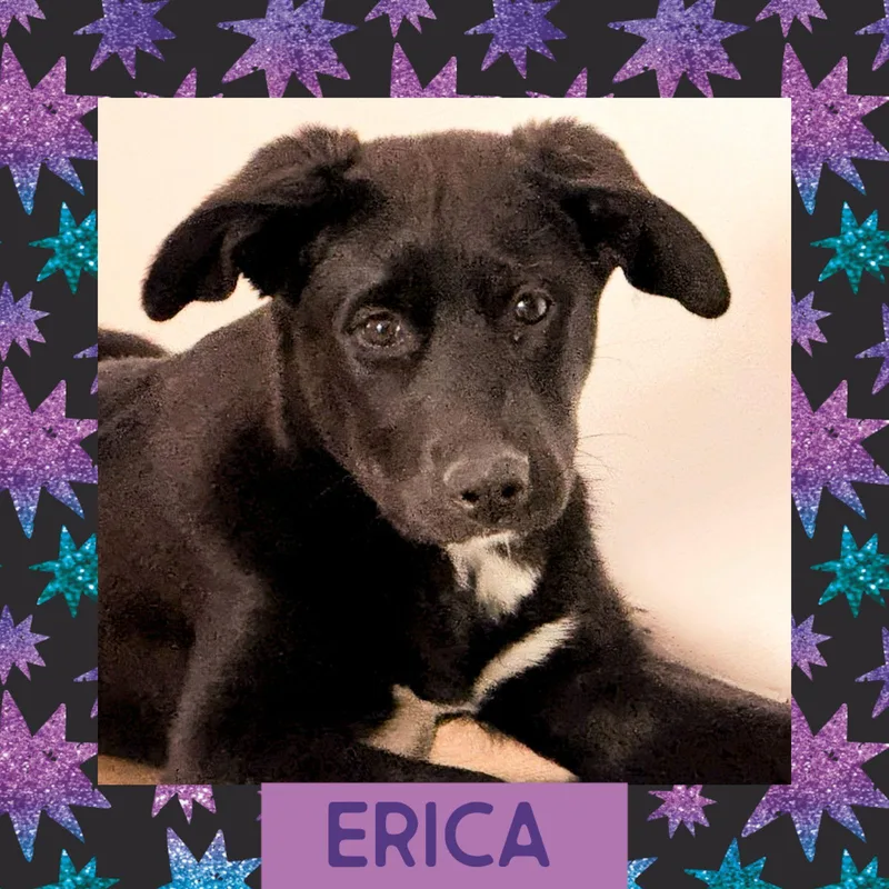 Erica