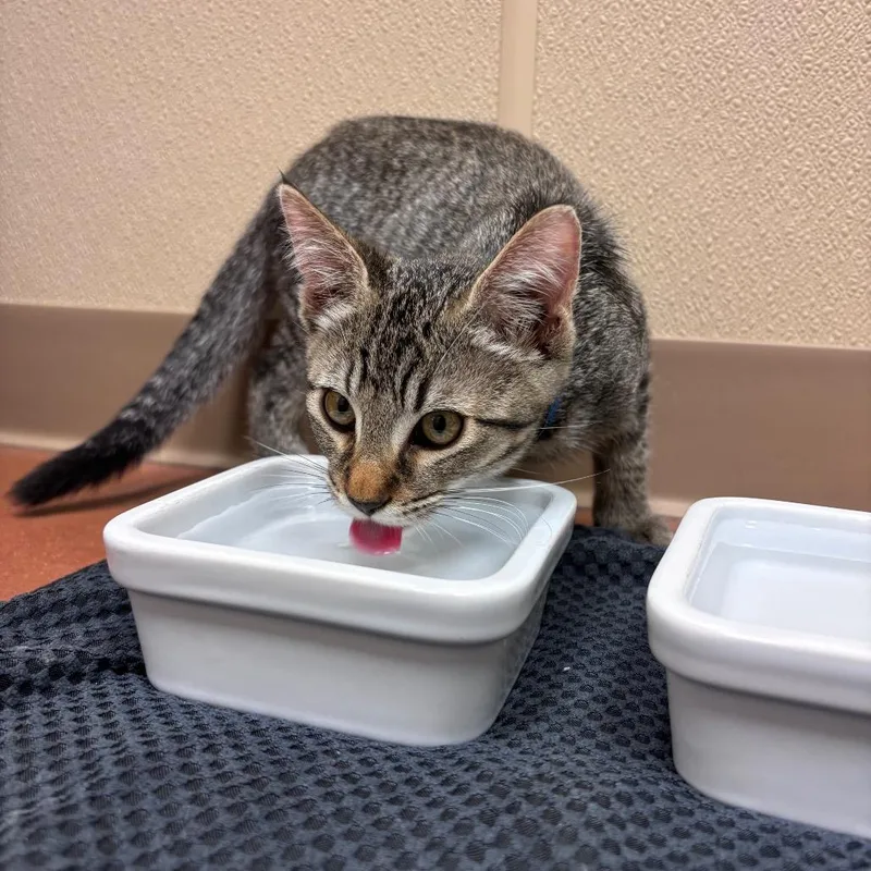 A baby small-sized male Black Domestic Short Hair cat named Rikki Tikki Tavi for adoption in Santa Barbara, CA