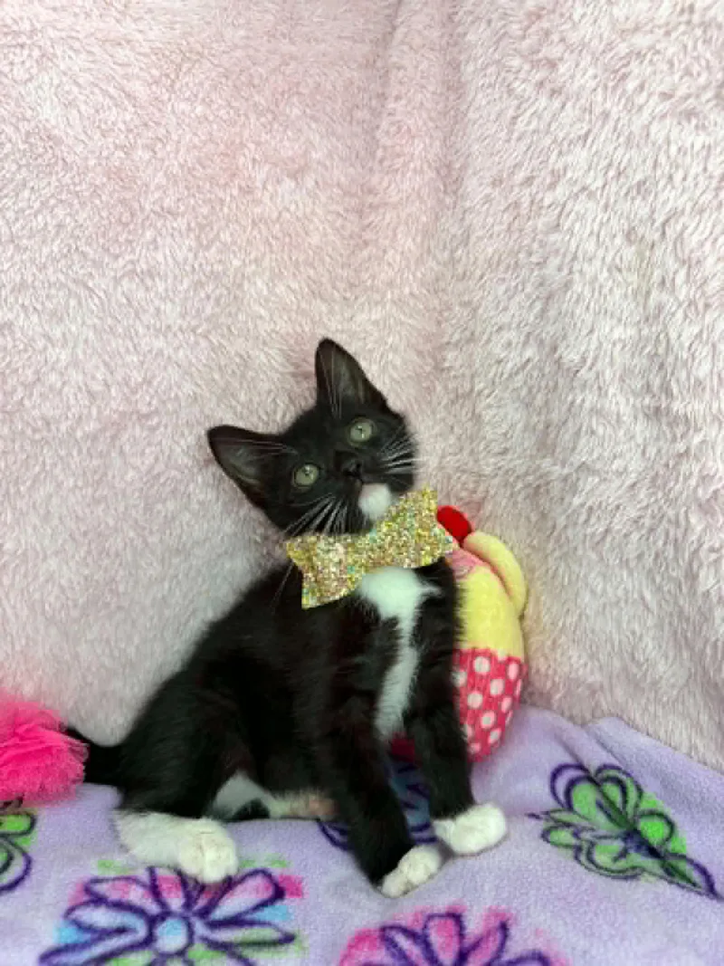 A young medium-sized female Black & White / Tuxedo Domestic Short Hair cat named Danna for adoption in Tavares, FL