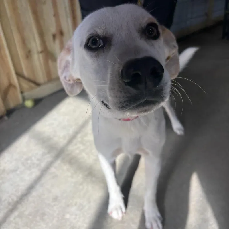 An adult medium-sized male White / Cream Cattle Dog dog named Mr. Bucees for adoption in Parrish, AL