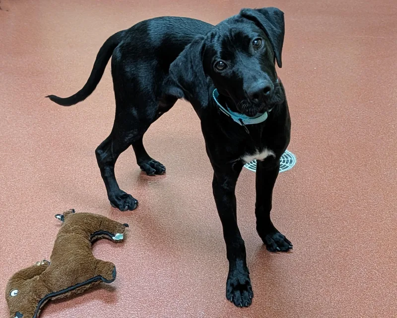A baby large-sized male Black Labrador Retriever dog named Chuck for adoption in Accident, MD