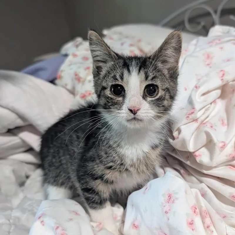 A baby small-sized female White Domestic Short Hair cat named Zev for adoption in Lexington, KY