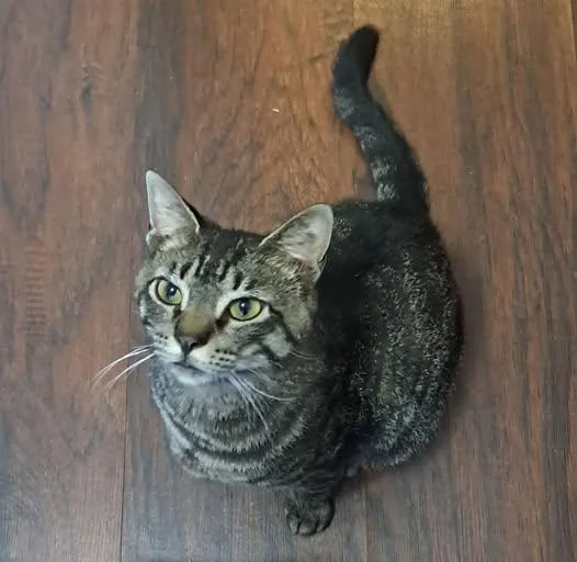 An adult large-sized male Tabby (Gray / Blue / Silver) Domestic Short Hair cat named Rooney for adoption in Catasauqua, PA