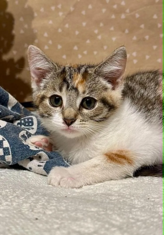 A baby small-sized female Domestic Short Hair cat named Josie for adoption in Groveland, MA