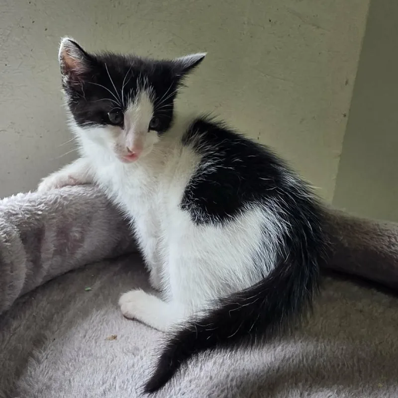 A baby small-sized male White Domestic Short Hair cat named Edgar for adoption in Hamilton, GA