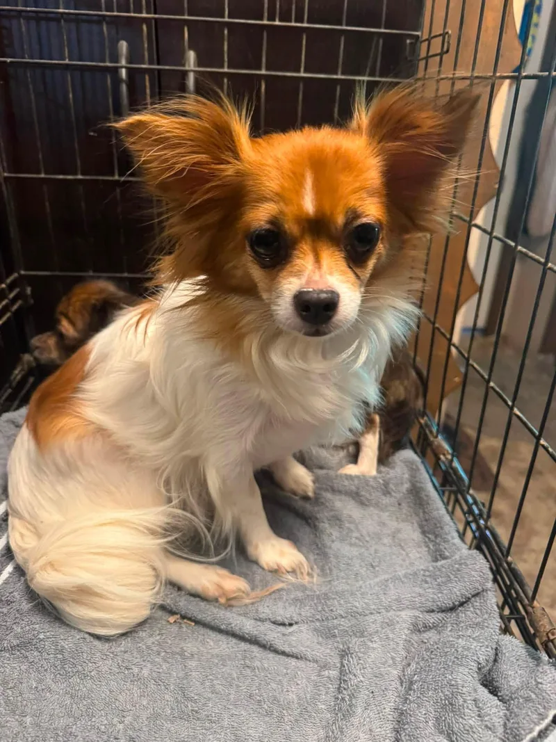 An adult small-sized female Chihuahua dog named Toto for adoption in Navarre, FL