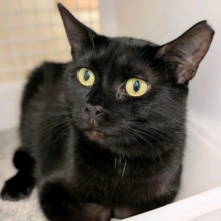 An adult medium-sized female Black Domestic Short Hair cat named Maribel for adoption in Hamburg, NY