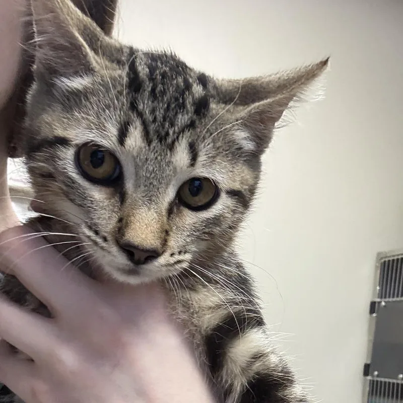 A baby small-sized female Domestic Short Hair cat named Sherbert  U for adoption in Tupelo, MS