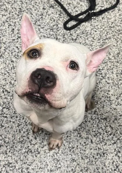 An adult medium-sized female Mixed Breed dog named Nilla for adoption in West Chester, PA