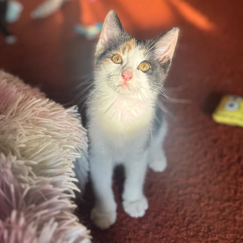 A baby small-sized female Calico Domestic Short Hair cat named Etta for adoption in Woodbury, NJ
