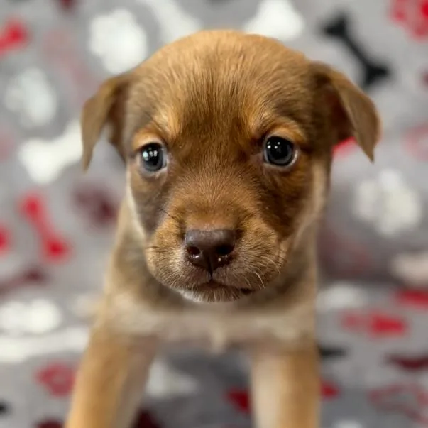 A baby medium-sized male Cattle Dog dog named Boy for adoption in Fairfax, VA