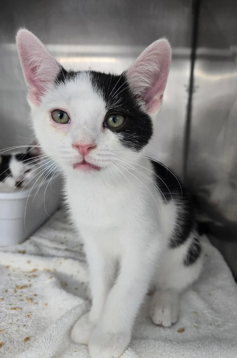 A baby medium-sized male Black & White / Tuxedo Domestic Short Hair cat named Randy Travis for adoption in Mount Vernon, OH
