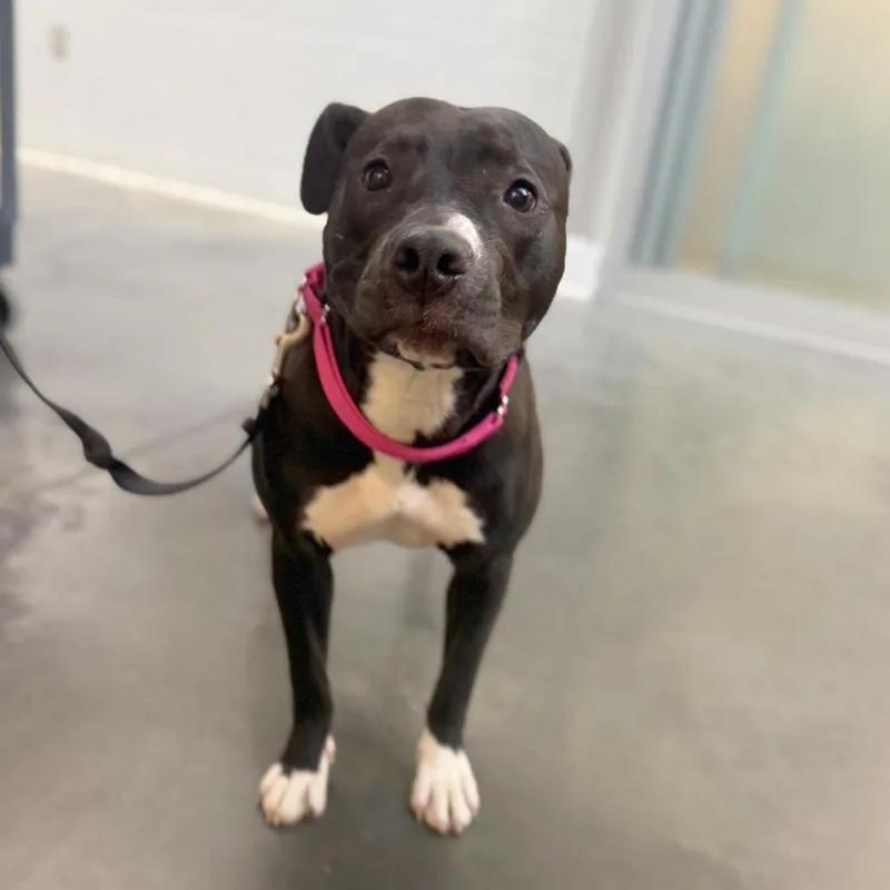 A young medium-sized female Black Mixed Breed dog named Maddie for adoption in Pittsburgh, PA