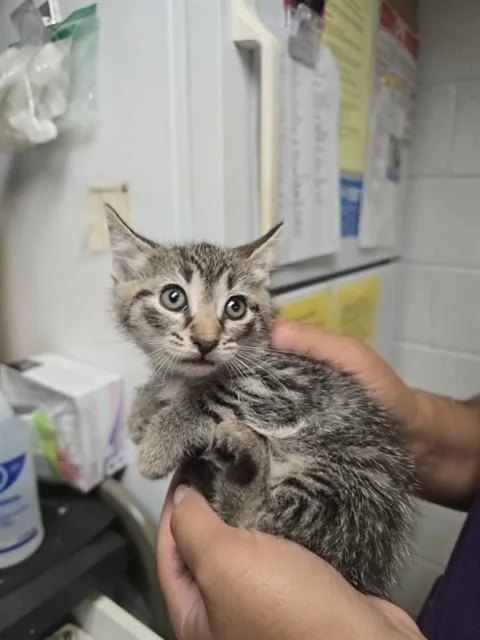 A baby small-sized male Domestic Short Hair cat named Gelato for adoption in Easton, MD
