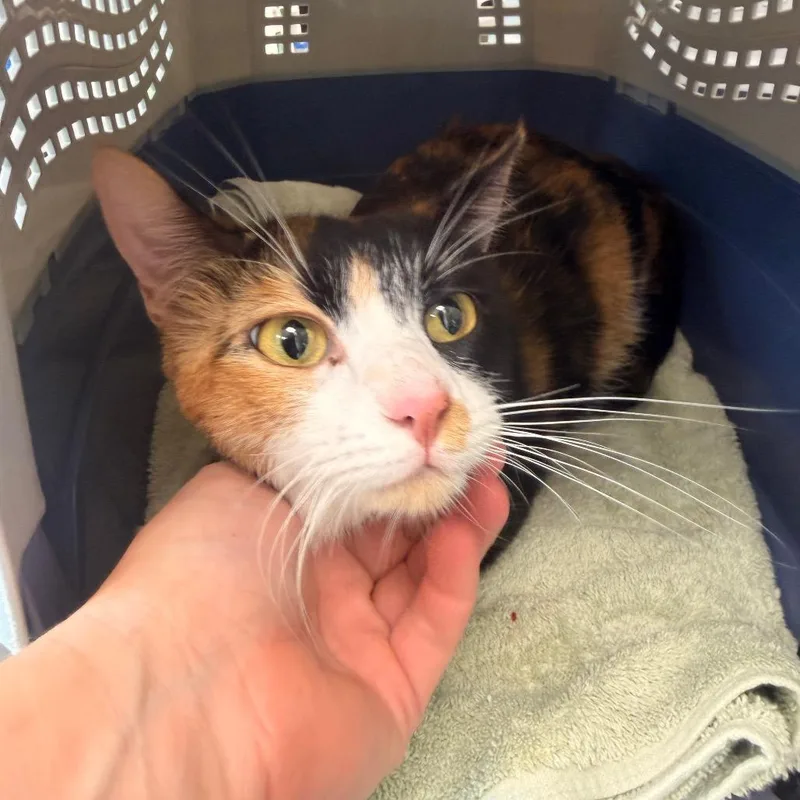 A young medium-sized female Calico Domestic Short Hair cat named Raelynn for adoption in Sand Springs, OK