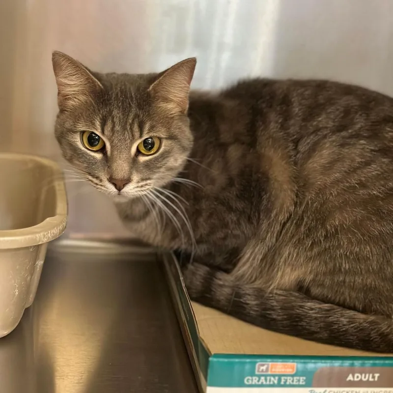A senior medium-sized female Domestic Short Hair cat named Rainbow for adoption in Spring Hill, KS