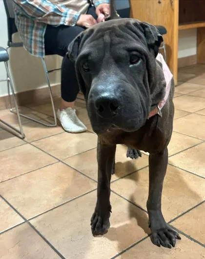 A young medium-sized male Mixed Breed dog named George for adoption in Longmont, CO
