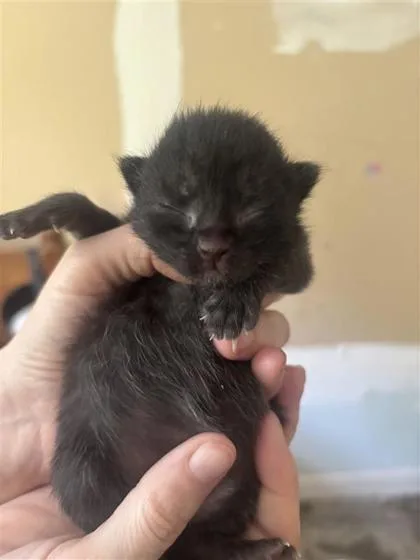 A baby small-sized female Domestic Short Hair cat named Vivi for adoption in West Chester, PA