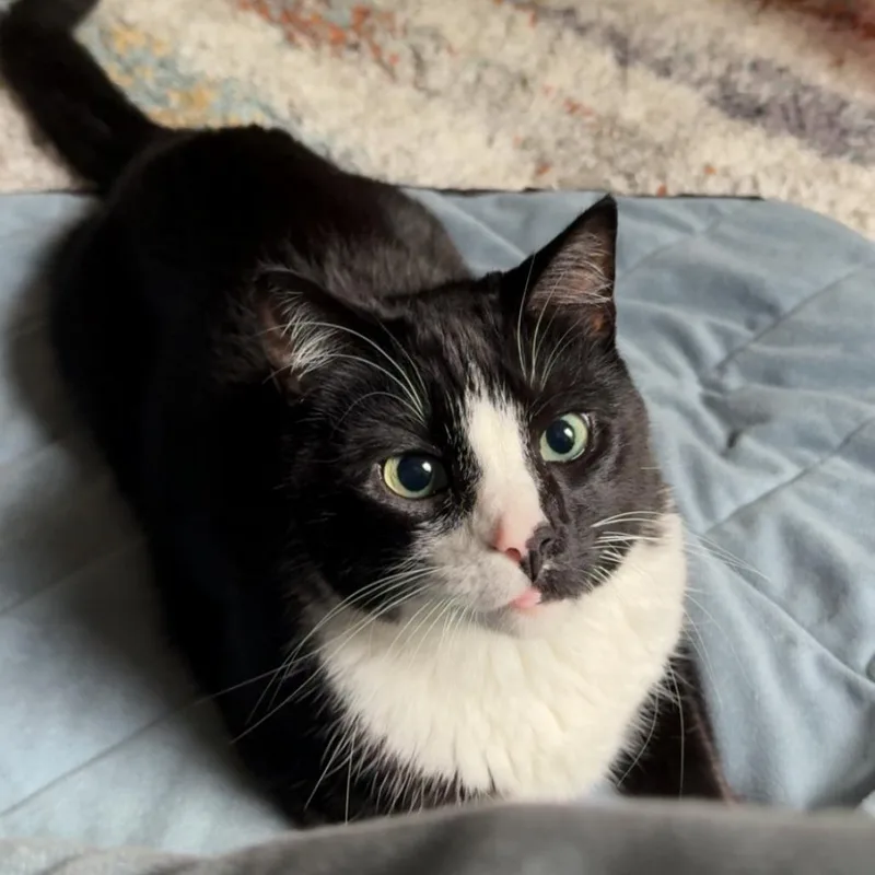 An adult small-sized male Black Domestic Short Hair cat named Wyatt for adoption in Washington, DC