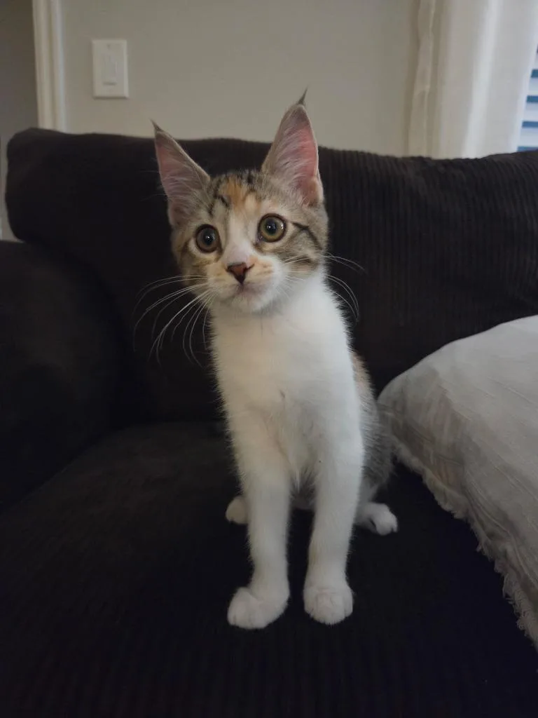 A baby medium-sized female Domestic Short Hair cat named Olena for adoption in Salt Lake City, UT