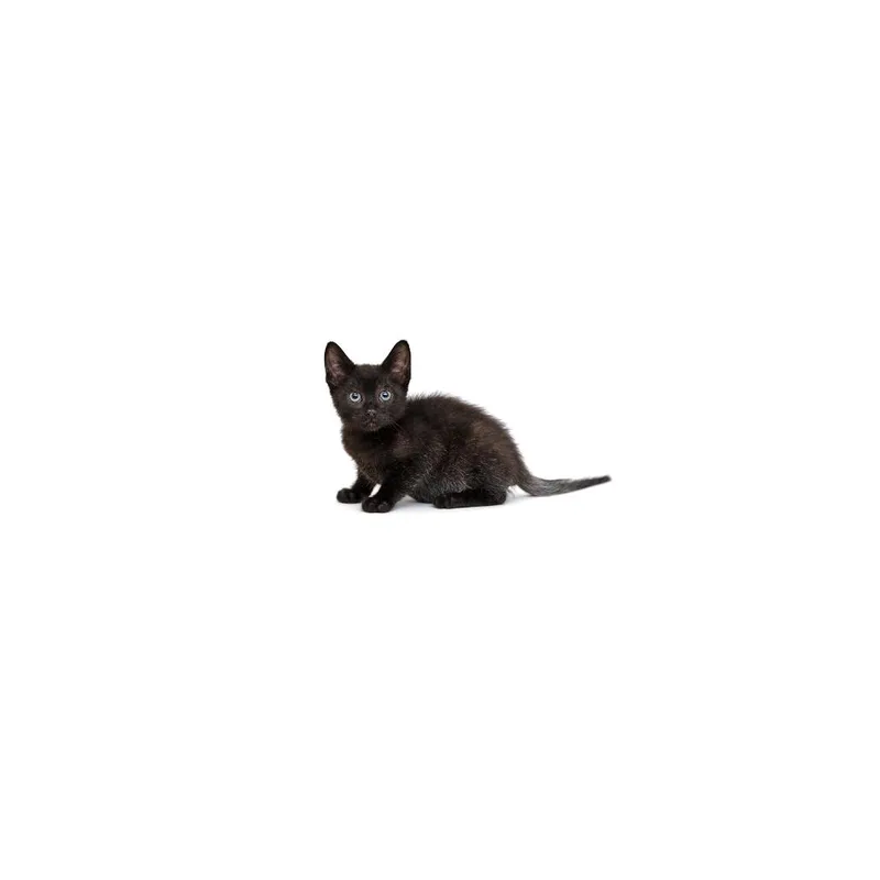 A baby small-sized male Black Domestic Short Hair cat named Harrie for adoption in Playa Vista, CA