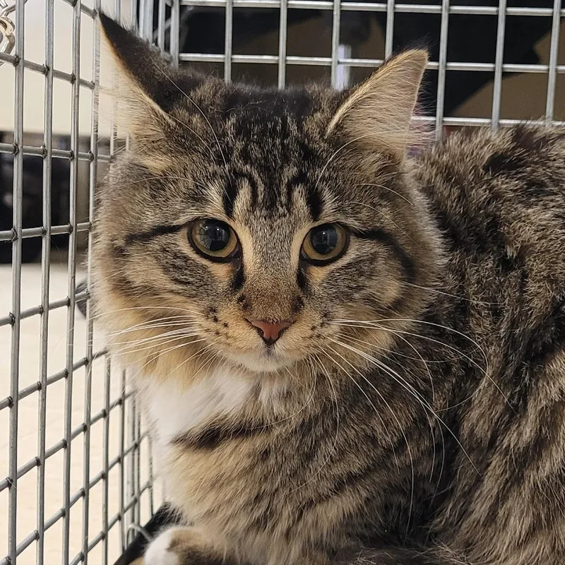 An adult medium-sized female Gray / Blue / Silver Domestic Medium Hair cat named Muffin for adoption in Lake Panasoffkee, FL