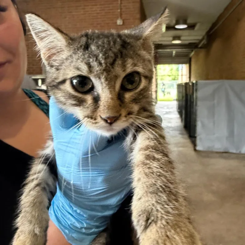 A baby small-sized male Black Domestic Short Hair cat named Laird for adoption in Birmingham, AL