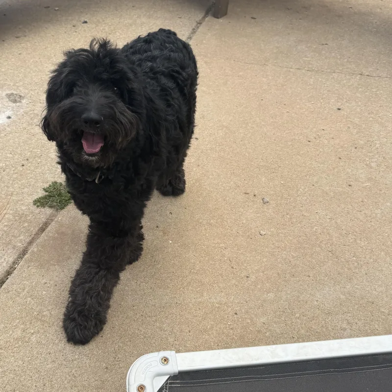 An adult medium-sized female Black Goldendoodle dog named Nyla Mcdoodle for adoption in Oklahoma City, OK