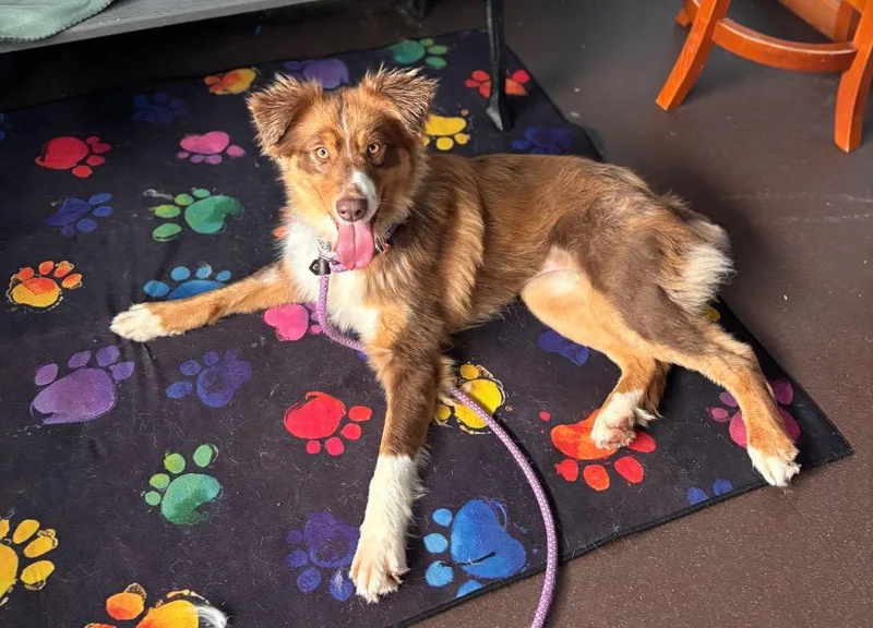 A young medium-sized female Border Collie dog named Snickers for adoption in Port Jervis, NY