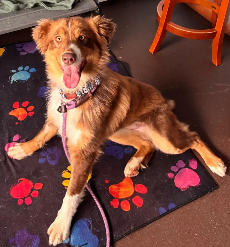 Snickers thumbnail 2