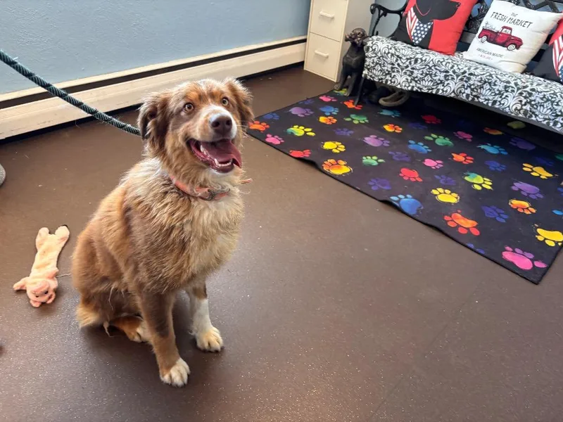 Snickers thumbnail 3