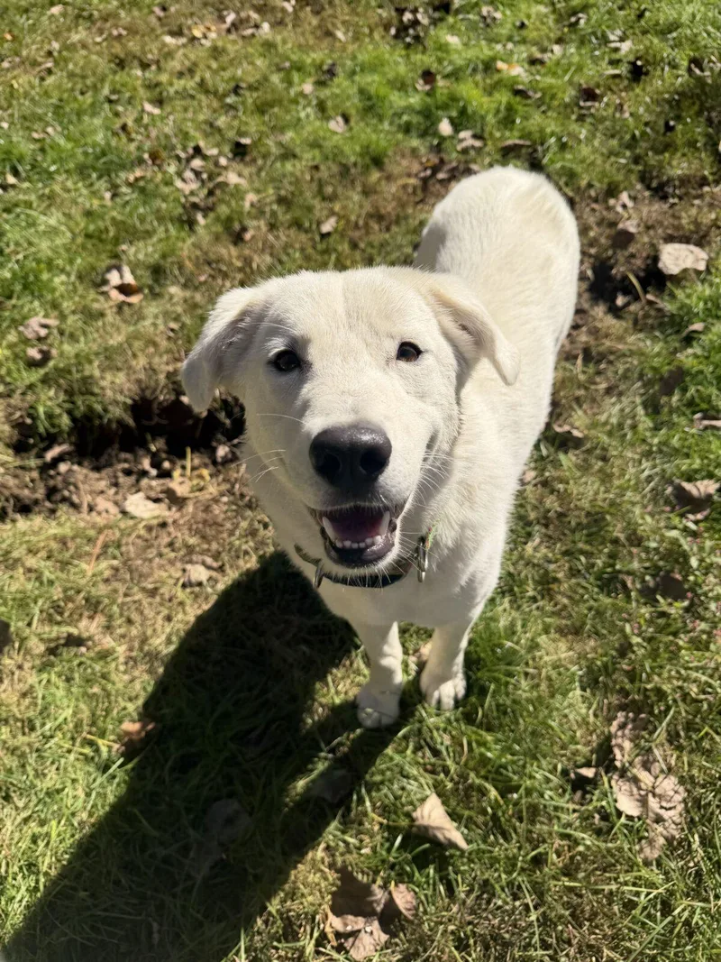 An adult medium-sized female White / Cream Great Pyrenees dog named Symphony for adoption in Hudson, MA