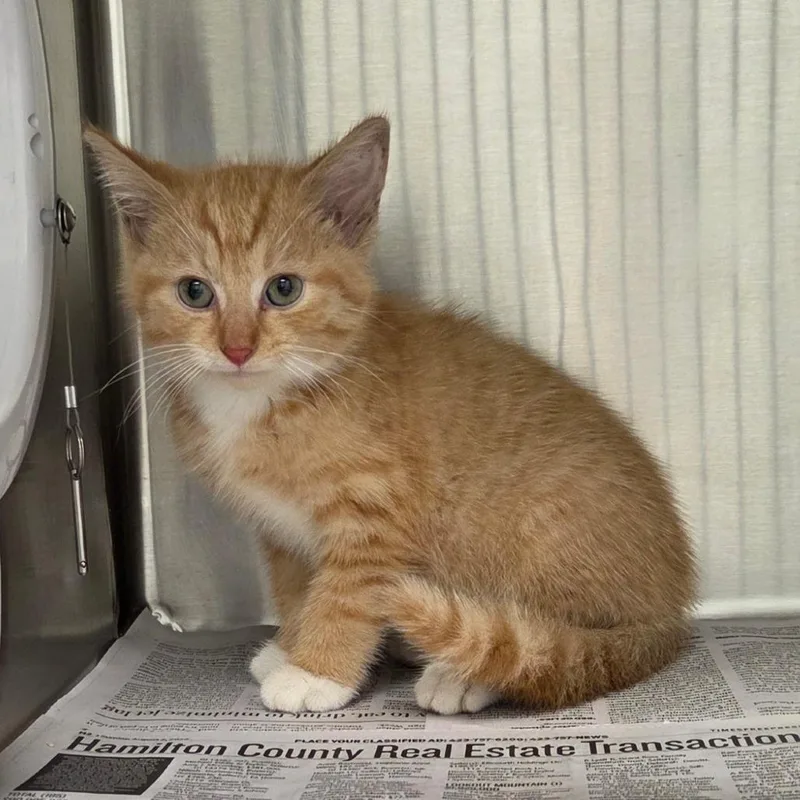 A baby small-sized male Orange / Red Domestic Short Hair cat named Todd for adoption in Chattanooga, TN