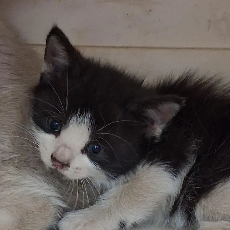 A baby small-sized female Black Domestic Short Hair cat named Armadillo for adoption in Auburn, AL