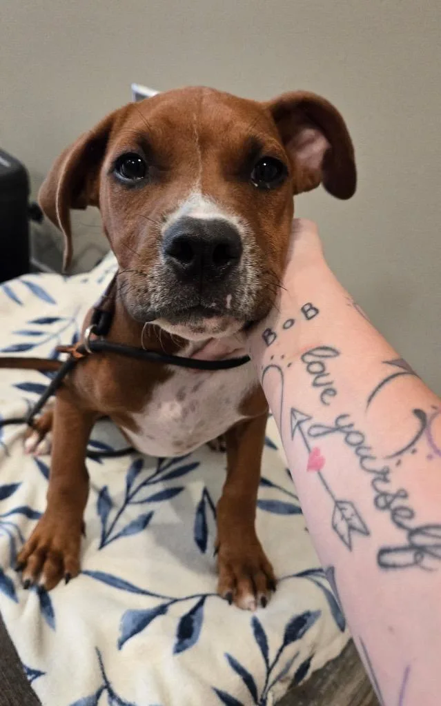 A baby medium-sized male Boxer dog named Connor Yrly for adoption in Sidney, OH