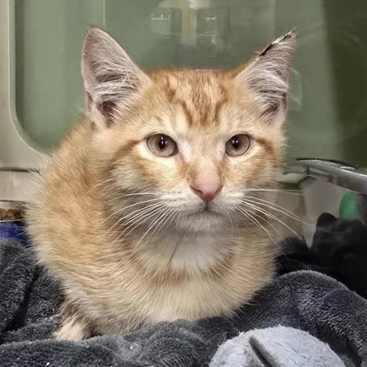 A baby medium-sized male Tabby (Orange / Red) Domestic Short Hair cat named Mr. Cat for adoption in Prince Frederick, MD