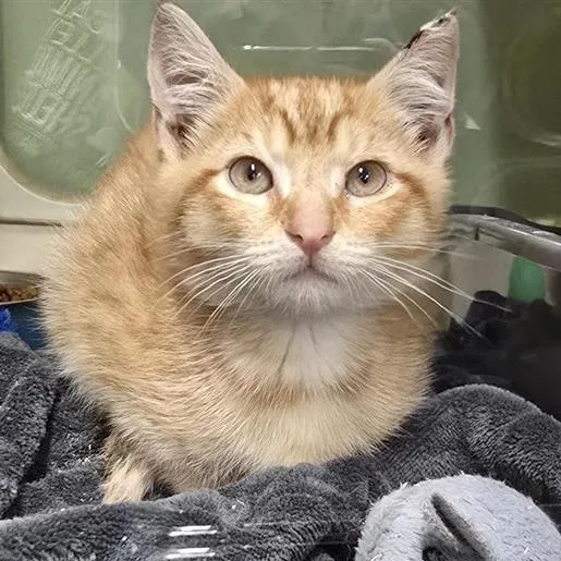 Mr. Cat thumbnail 2