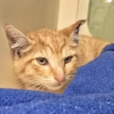Mr. Cat thumbnail 4