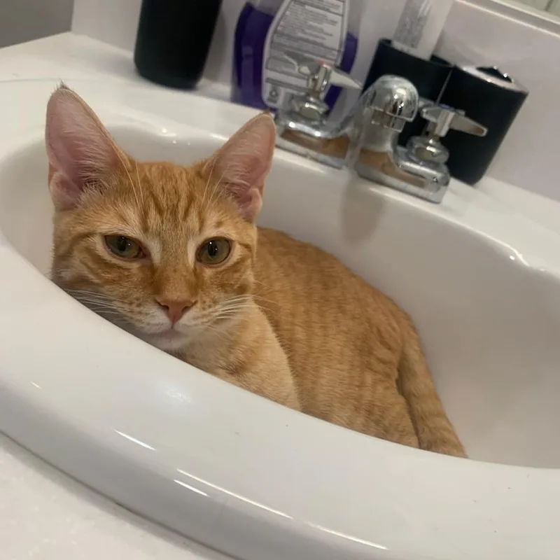 A young medium-sized male Tabby (Orange / Red) Domestic Short Hair cat named Fennec for adoption in Nashville, TN