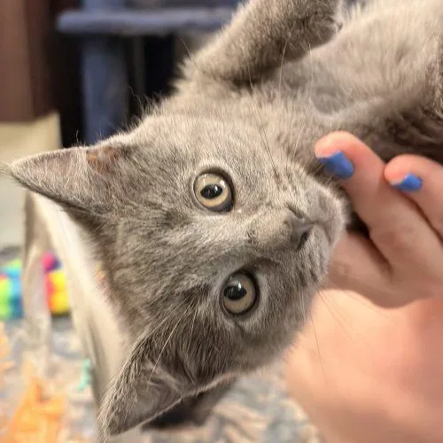 A baby small-sized male Gray / Blue / Silver Domestic Short Hair cat named Wasabi for adoption in Tipp City, OH