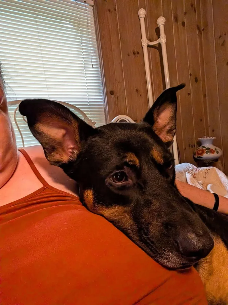 An adult medium-sized male German Shepherd Dog dog named Fletcher for adoption in Charlotte, NC