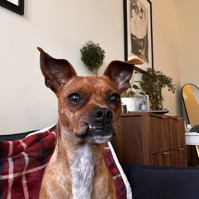 A young small-sized male Red / Chestnut / Orange Chihuahua dog named Paco for adoption in Brooklyn, NY