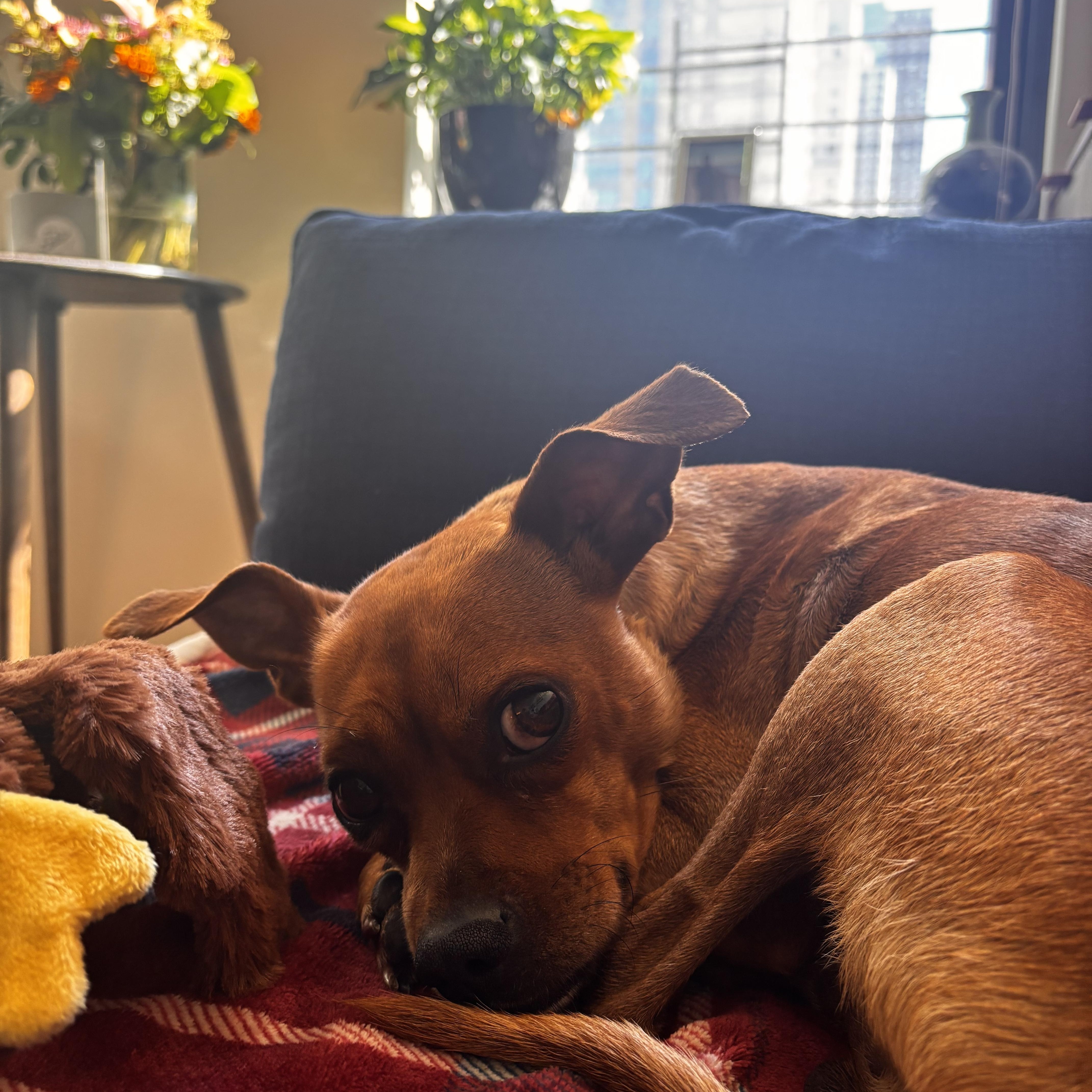 Paco thumbnail 3