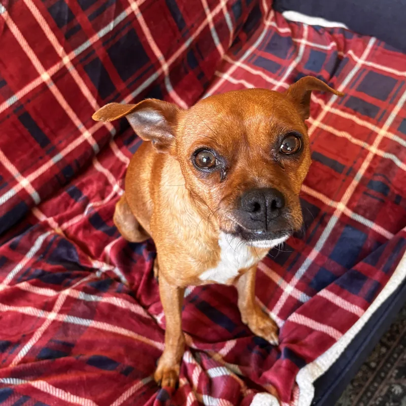 Paco thumbnail 4