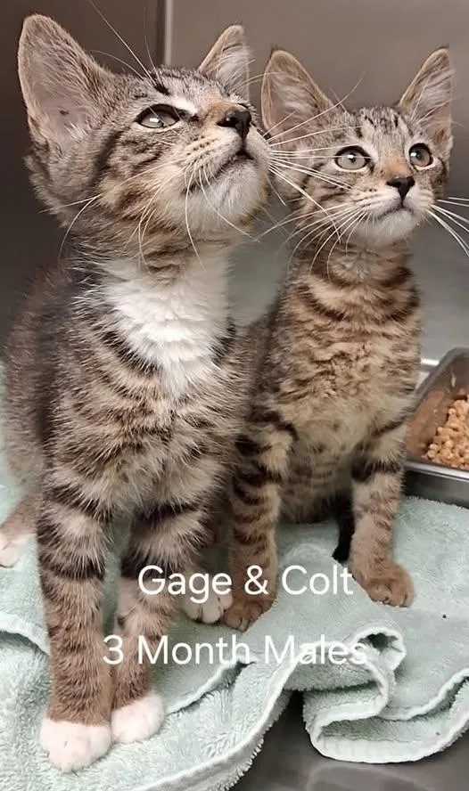 A baby medium-sized male Tabby (Gray / Blue / Silver) Domestic Short Hair cat named Gage & Colt for adoption in Amherst, VA