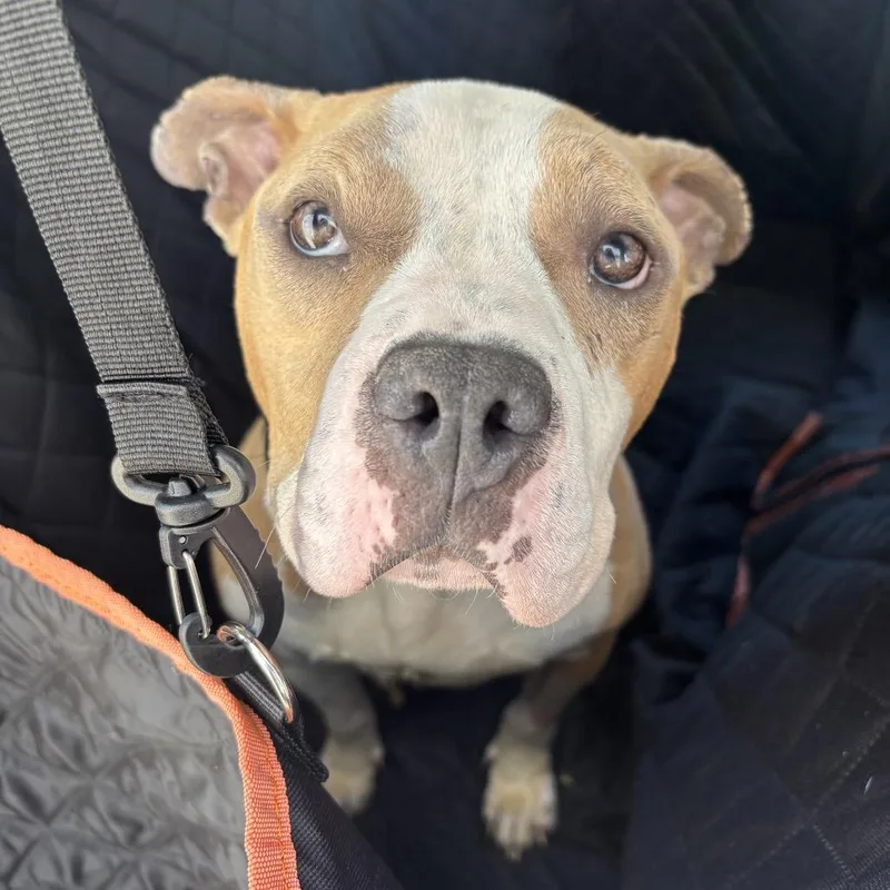 An adult medium-sized female Brown / Chocolate Mixed Breed dog named Sunshine for adoption in Medford, NJ