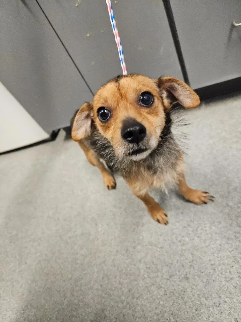 A young medium-sized female Terrier dog named Tina for adoption in Bloomington, IN